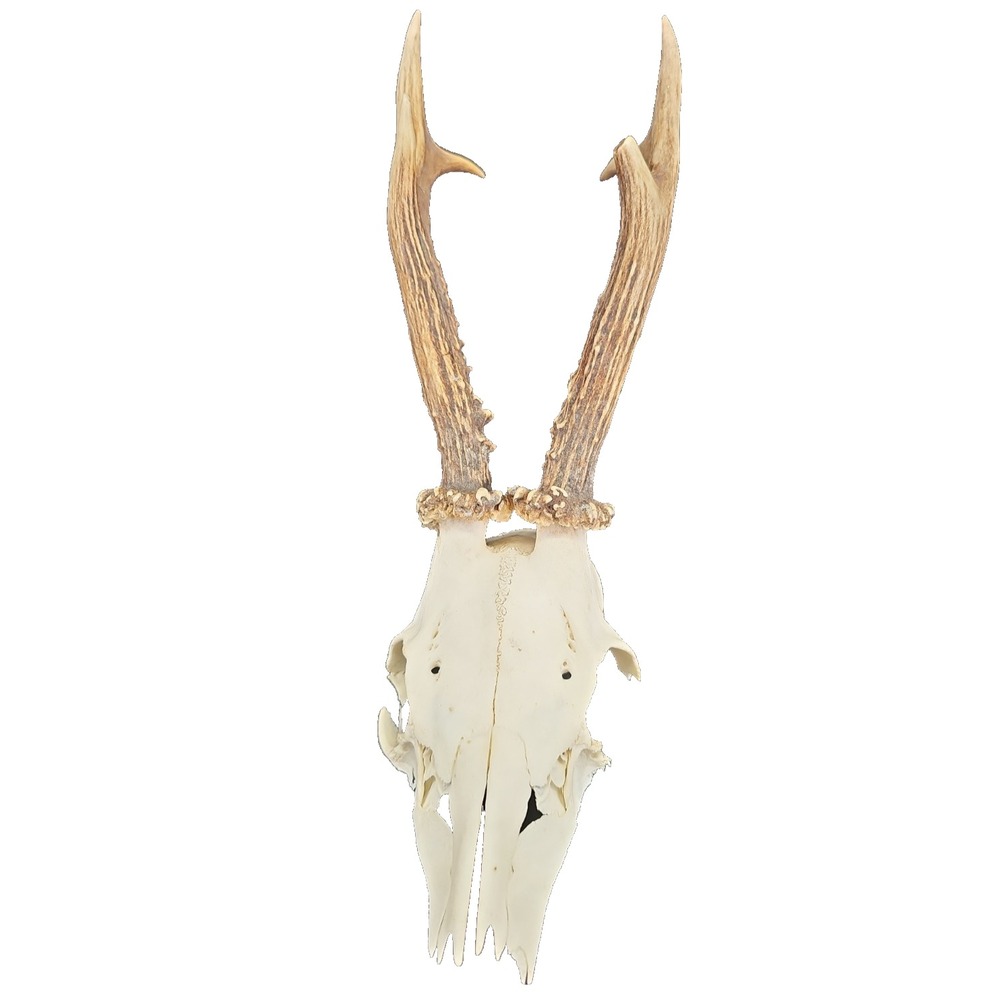 Real Deer Antler with Skull Wall Hanging Vintage German Black Forest Antlers #10